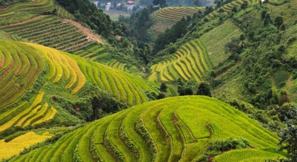Tag 3: Trekking entlang der Reisterrassen: Y Linh Ho – Lao Chai – Ta Van (F/M/A) – Gruppentour