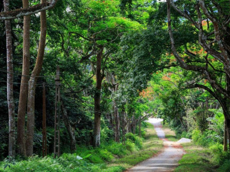 Der Cúc-Phương-Nationalpark führt Nachttouren für Wildtierliebhaber ein
