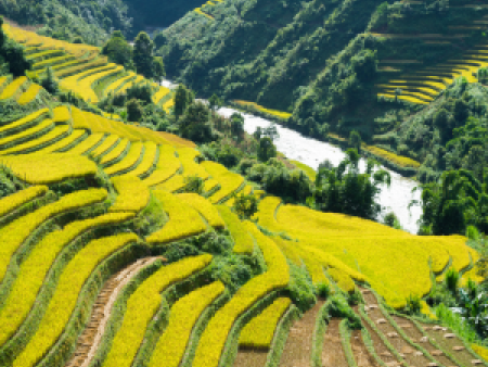 Sapa