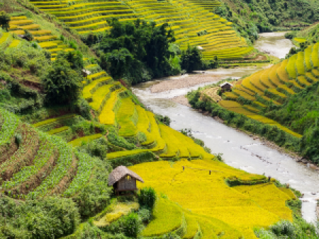 Mu Cang Chai