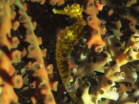 Tauchen auf den Similan-Inseln, Provinz Phang Nga