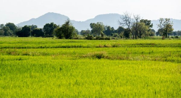 Tag 5: Battambang (F)