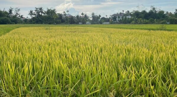 Tag 6: Ein Tag voller Angeln &amp; Korbboot-Abenteuer in Hoi An – Gruppentour (B/L)
