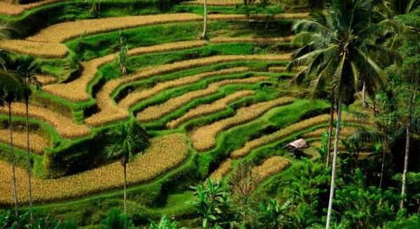 Tag 3: Bali – Barong – Kintamani – Ubud-Tour – Spa/Massage – Ubud (F/M)