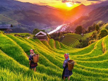 Sapa und Hoang Su Phi zur Reisernte: Was Sie erwartet und wann Sie reisen sollten
