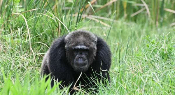 Tag 5: Ganztagesausflug zur Wildlife Friends Foundation (F/M)